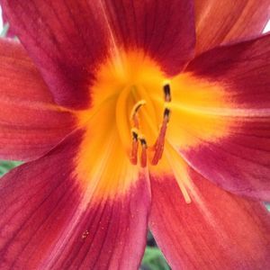 Meet your Posher, Patsy